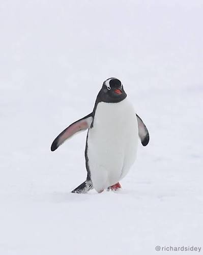 This Penguin Video Left the Internet Inspired—and Unsettled