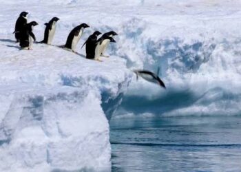 This Penguin Video Left the Internet Inspired—and Unsettled