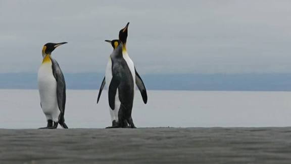 This Penguin Video Left the Internet Inspired—and Unsettled