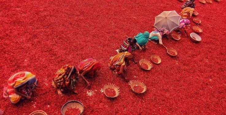 India’s Seasonal Occupations That Redraw the Map Every Year