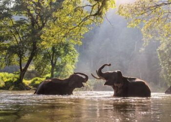 How Indian Landscapes Change the Way You Use Your Body