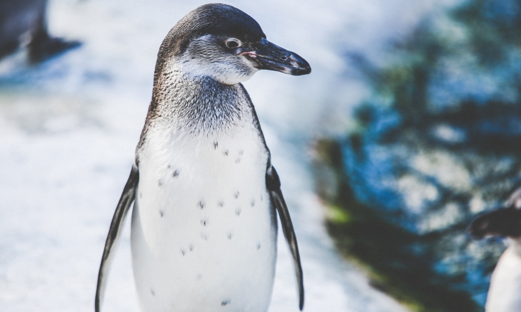 Why the “Nihilist Penguin” Meme Is Going Viral in 2026