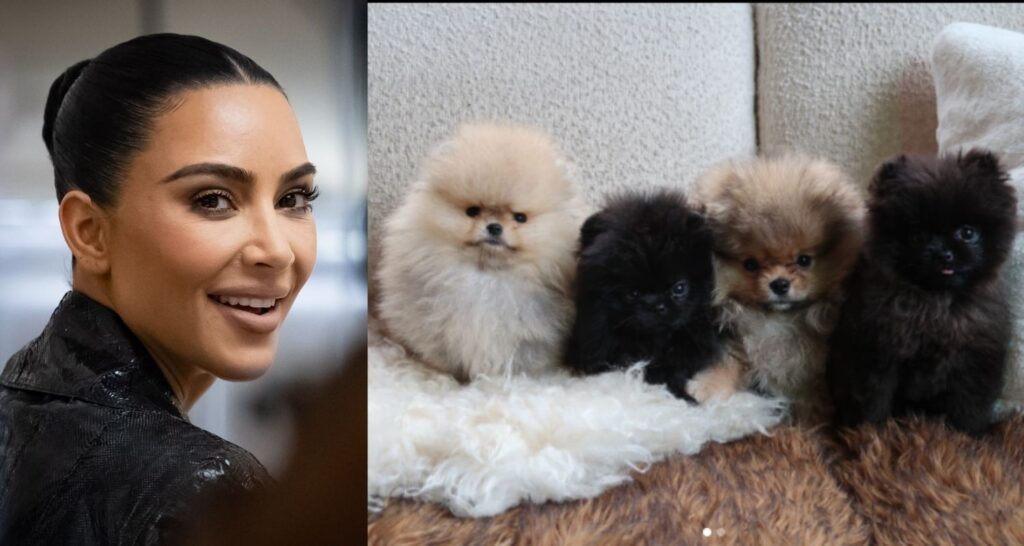 Kim Kardashian shares puppies’ photos weeks after PETA backlash - Asiapedia